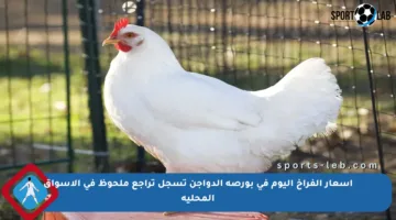 أسعار الفراخ اليوم في بورصة الدواجن تسجل تراجع ملحوظ في الأسواق المحلية